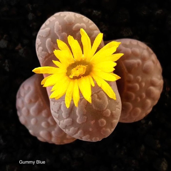 Lithops otzeniana 'Cesky Granat ' ex.P.V. 大津絵系 キスキーグラナット種子 2枚目の画像