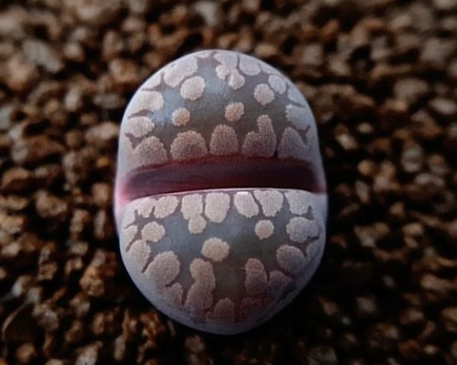 Lithops otzeniana 'Cesky Granat ' ex.P.V. 大津絵系 キスキーグラ
