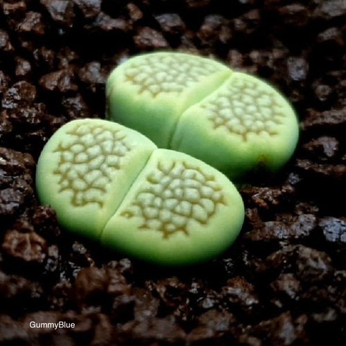 Lithops hallii 'Sakkie's Green' 巴里玉系 サッキー グリーン
