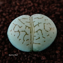 コノフィツム ピクツラツム CKF-2 多肉植物 コノフィツム ピクツラツム CKF－2