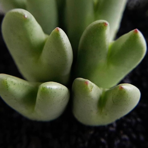 Conophytum bilobum leucanthum コノフィツム ビロブム レウカンタム