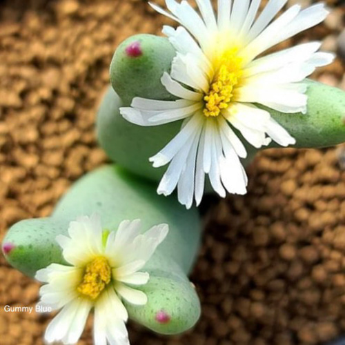 コノフィツム　ビロブム系　種類28種類　10粒ずつセット isla del pescado - Conophytum bilobum -コノフィツム・ビロブム