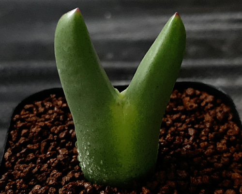 870d2e44385eeea38f87bbf8223ab5