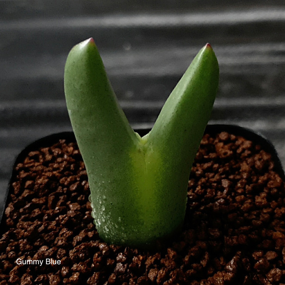 Conophytum bilobum leucanthum コノフィツム ビロブム レウカンタム