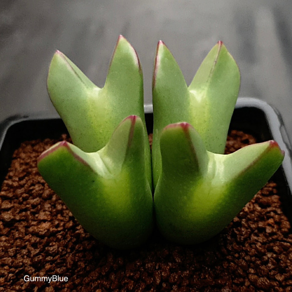 Conophytum bilobum 少将　種子 1枚目の画像