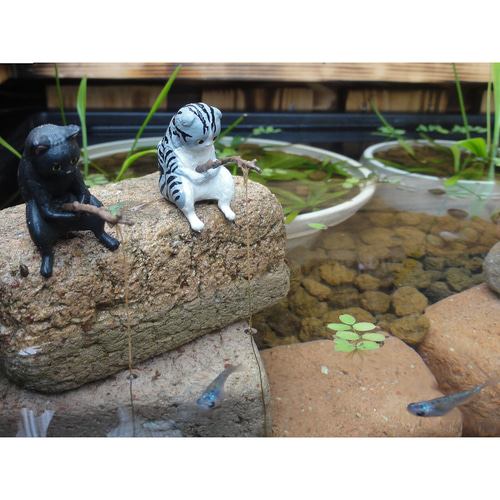 ビオトープ25L トロ舟＆木枠セット（棚・3D防鳥網付き）【まき商品】 ビオトープ 25L トロ舟＆木枠セット（棚付き） メダカ＆金魚用