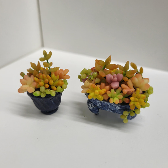 * Miniature succulent plants 第2張的照片