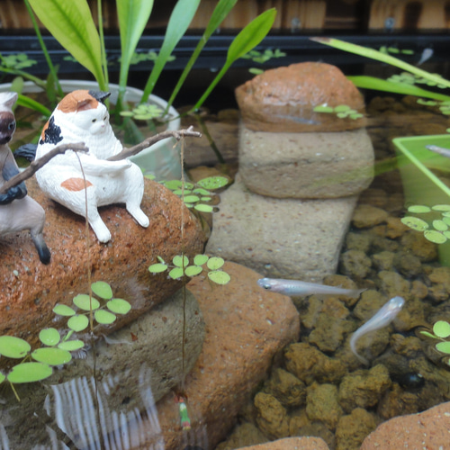 ビオトープ 60L トロ舟＆木枠セット（棚付き） メダカ＆金魚用