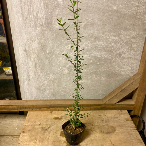 斑入りオリーブ苗 D