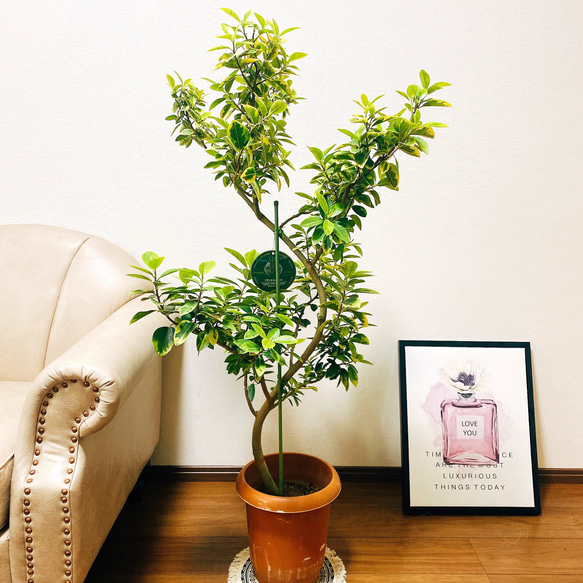現品］【希少】2番 フランスゴムノキ ユキ 8号 観葉植物 室内