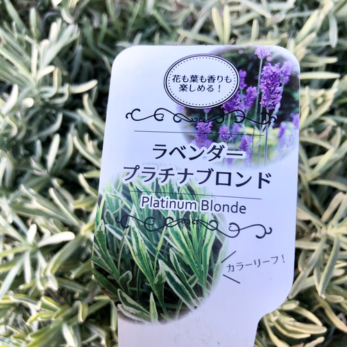 NOV♡ラベンダーミント 176784.jpg