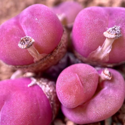 特価❣️ドロサンテマ キラキラ レインボーキャンディーボール 抜き苗