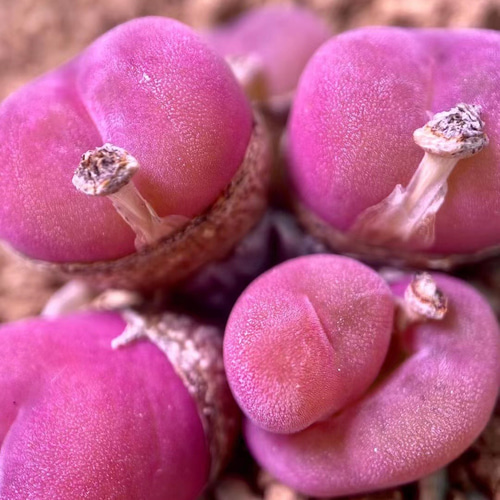 多肉植物 コノフィツム ブルゲリSH409 大玉 1.5cm以上 抜き苗 1 多肉植物 コノフィツム ブルゲリSH409 大玉 1.5cm以上 抜き苗 1