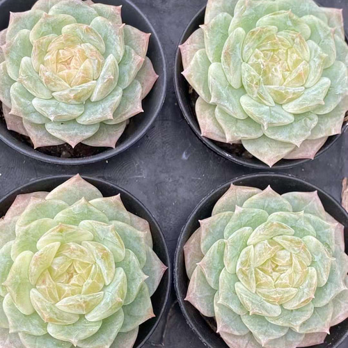 多肉植物 エケベリア ダイヤモンド秘境 4cm 抜き苗 1株 多肉植物 愛