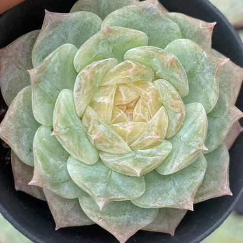 多肉植物 エケベリア ダイヤモンド秘境 4cm 抜き苗 1株 多肉植物 愛