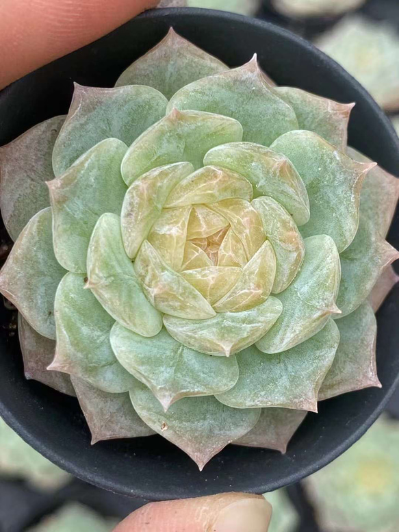 多肉植物　エケベリア　ダイヤモンド秘境　4cm  抜き苗　1株 1枚目の画像