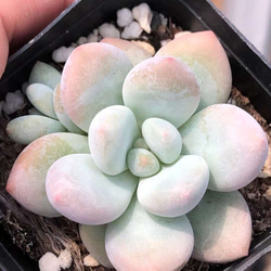 多肉植物 エケベリア ぷくぷく系 香水 5cm 抜き苗 1株 多肉植物 愛多肉