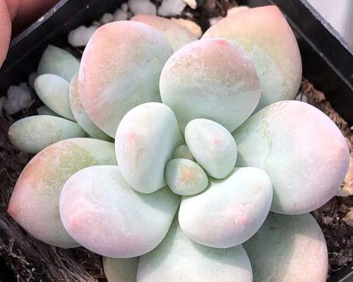 多肉植物 ぷくぷく イーグレット(白鷺) 1カット 9115c7fb7789e980e812440dc423bd
