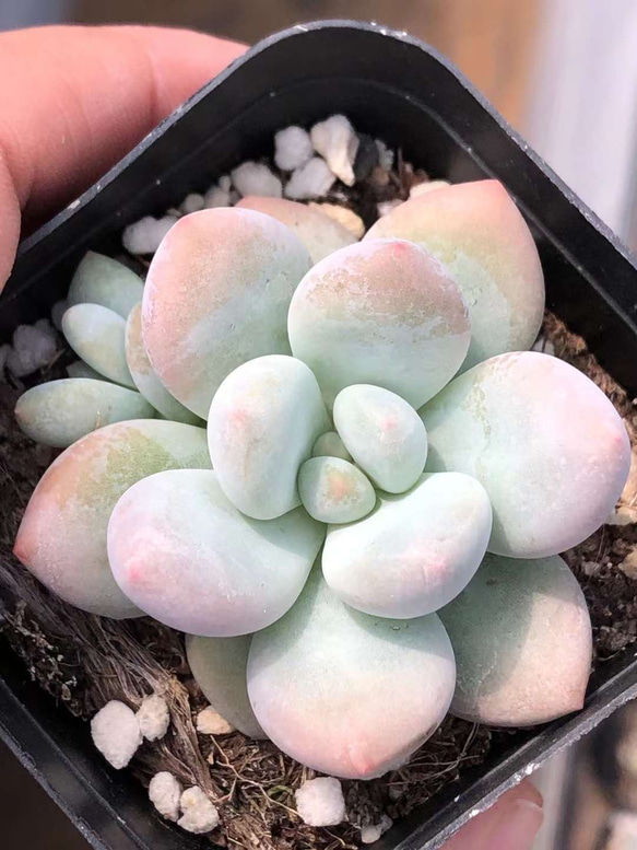 多肉植物 エケベリア ぷくぷく系 香水 5cm 抜き苗 1株 多肉植物 愛多肉