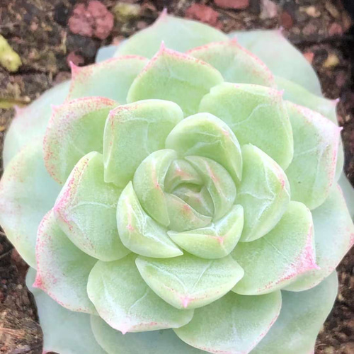 多肉植物 エケベリア 丸葉女王ローズ 5cm 抜き苗 1株 多肉植物 愛多肉