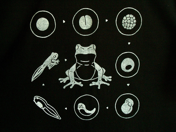 カエルさんTシャツ　カエルの発生【黒】 3枚目の画像