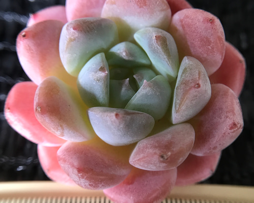 新品種 多肉植物 エケベリア ストロベリーシェイク 抜き苗 1株 多肉