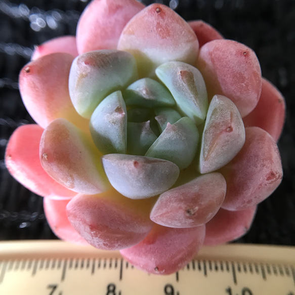 新品種 多肉植物 エケベリア ストロベリーシェイク 抜き苗 1株 多肉