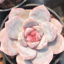 新品種 多肉植物 エケベリア ジャムオレンジモンロー 4cm 抜き苗 1株