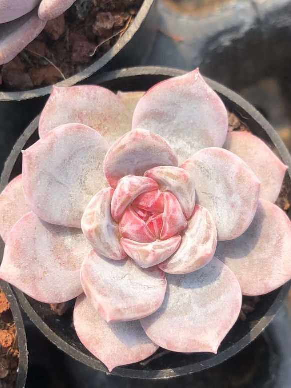 新品種 多肉植物 エケベリア ジャムオレンジモンロー 4cm 抜き苗 1株