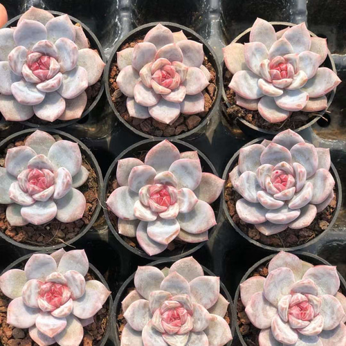 新品種 多肉植物 エケベリア ジャムオレンジモンロー 4cm 抜き苗 1株