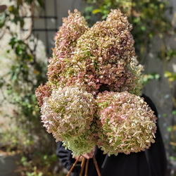 【数量限定】ピラミッド紫陽花2本 ドライフラワー 花材 スワッグ　インテリア 7枚目の画像