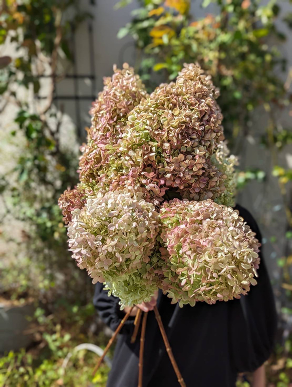 【数量限定】ピラミッド紫陽花2本 ドライフラワー 花材 スワッグ　インテリア 7枚目の画像