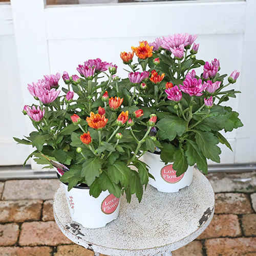花苗 クリサンセマム マウントオービスク 3色植え 4号ポット 華やか