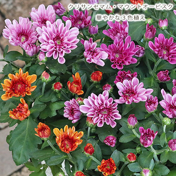 花苗 クリサンセマム マウントオービスク 3色植え 4号ポット 華やか