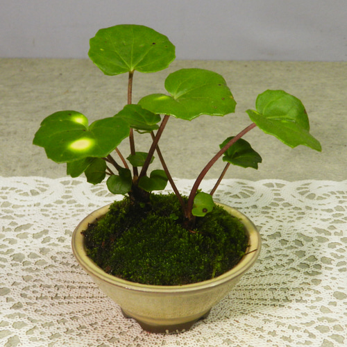 ☆ENGEI ichioki☆ツワブキ「斗母元君」陶器小鉢05◇草物盆栽 ☆ENGEI ichioki☆ツワブキ「斗母元君」陶器小鉢05◇草物盆栽