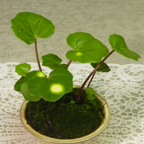 ☆ENGEI ichioki☆ツワブキ「斗母元君」陶器小鉢05◇草物盆栽