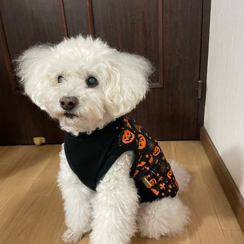 犬服ハンドメイドオーダー用生地③