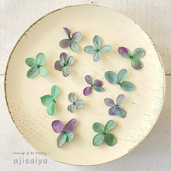 あじさい　花びら【 ピラミッドあじさい 】　ブルーパープル　【15枚】あじさいのお福分け　 ＜ アジサイ 紫陽花 2枚目の画像