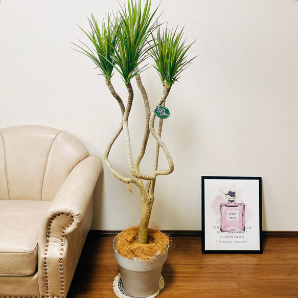 現品］ドラセナ コンシンネ 龍 8号 観葉植物 大型 室内 プラ鉢