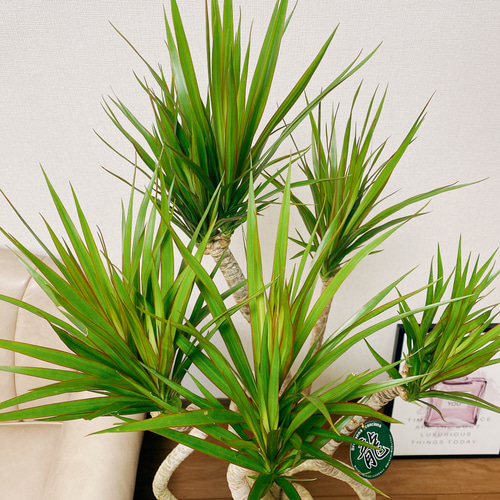 現品］ドラセナ コンシンネ 龍 8号 観葉植物 大型 室内 プラ鉢