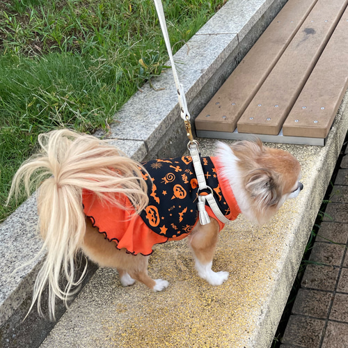 高級感あるオリジナルプリント生地 ハロウィン犬服 ハロウィンドレス 