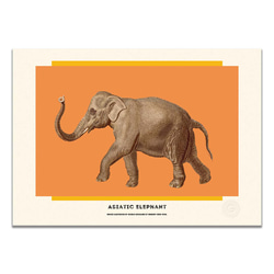 アートポスター　Asiatic elephant 5枚目の画像