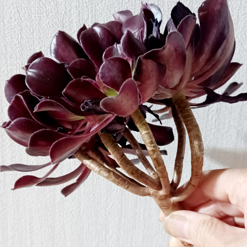 多肉植物 アエオニウム メデューサ ブーケ 花束 群生 多肉植物 多肉植物 アエオニウム メデューサ ブーケ 花束 群生 多肉植物