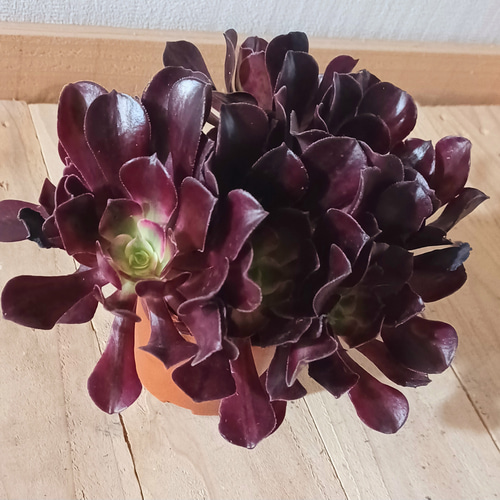 多肉植物 アエオニウム メデューサ ブーケ 花束 群生 多肉植物 多肉植物 アエオニウム メデューサ ブーケ 花束 群生 多肉植物