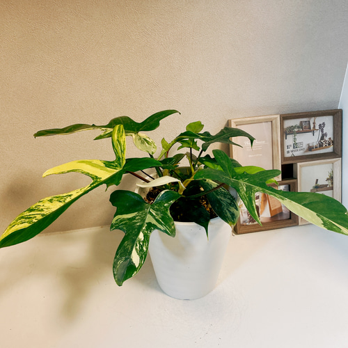 超希少❗️美斑❗️フィロデンドロン　フロリダビューティー✨ 現品］※売約済※ フィロデンドロン フロリダビューティー 斑入り その他