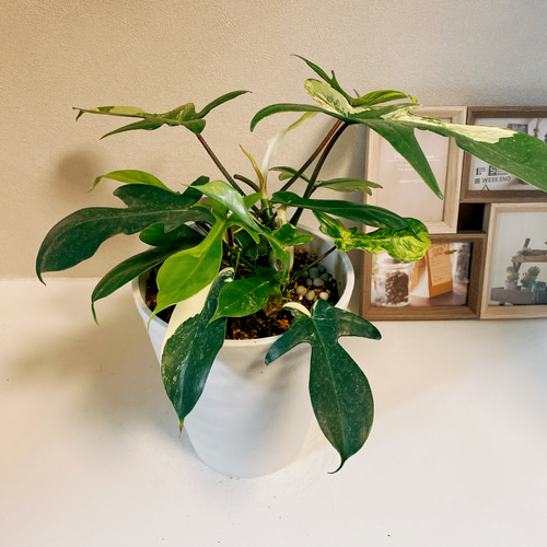 本日限定価格！　フィロデンドロン　フロリダビューティー × トータム　斑入り 現品］※売約済※ フィロデンドロン フロリダビューティー 斑入り その他