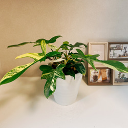 超絶希少 フィロデンドロン　ブラウン　ビューティー斑入り 超絶希少 フィロデンドロン ブラウン ビューティー斑入り - その他観葉