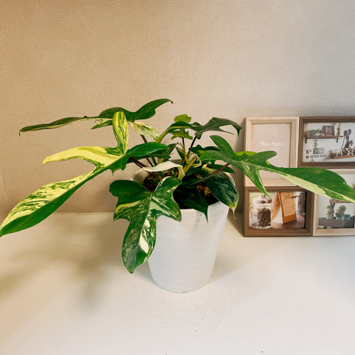 現品］※売約済※ フィロデンドロン フロリダビューティー 斑入り