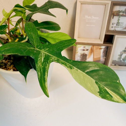 現品］※売約済※ フィロデンドロン フロリダビューティー 斑入り その他