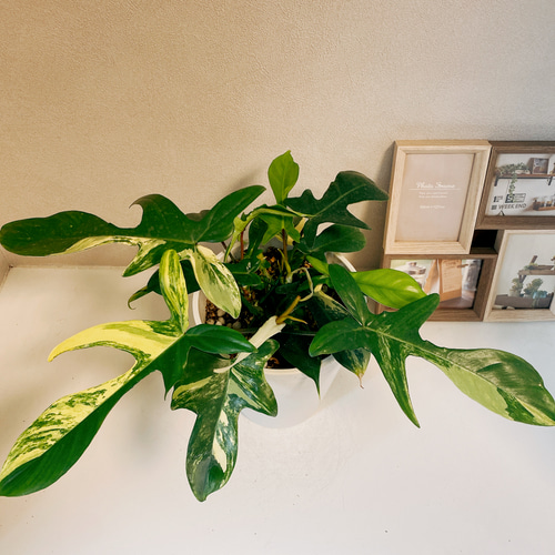 現品］※売約済※ フィロデンドロン フロリダビューティー 斑入り その他